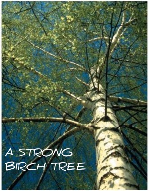 Birch_Tree11